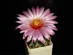 Echinopsis riviere decaraltii
