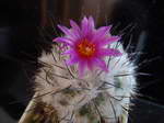 Gymnocactus viereckii