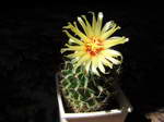 Hamatocactus setispinus