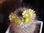 Mammillaria petrophilla