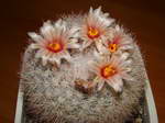 Mammillaria candida