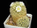 Mammillaria carmenae