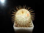 Mammillaria dixanthocentron