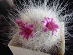 Mammillaria hahniana