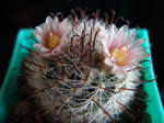 Mammillaria jaliscana