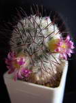 Mammillaria microhelia