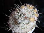 Mammillaria nejapensis