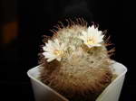 Mammillaria pennispinosa