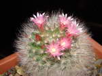 Mammillaria bocasana v. roseiflora