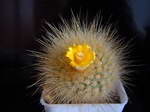 Parodia chrysacanthion