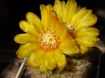 Parodia aureispina