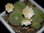 Rebutia krainziana v.albiflora