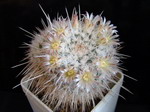 Mammillaria nejapensis