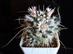 Mammillaria saxicola