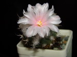 Turbinicarpus lophophoroides