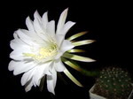 Echinopsis tapecuana