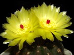 Notocactus ottonis