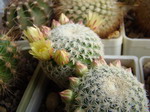 Mammillaria solisioides