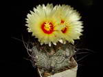 Astrophytum capricorne