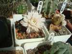 GYMNOCALYCIUM 'Choco' 