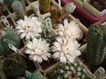 GYMNOCALYCIUM 'Choco' 