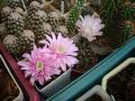 GYMNOCALYCIUM mihanovichii var. Hibotan 