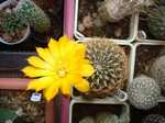 SULCOREBUTIA candiae HS29