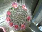 Mammillaria bocasana var rosea 