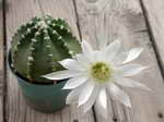 Echinopsis riviere decaraltii