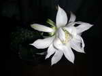 Echinopsis subdenudata