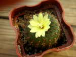Frailea deminuta