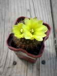 Frailea pumila