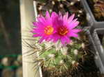 Gymnocactus viereckii