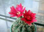 Gymnocalycium baldianum