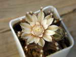 Gymnocalycium Choco