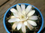 Gymnocalycium damsii v. torulosum