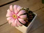 Gymnocalycium mihanovichii