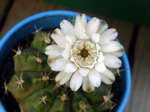 Gymnocalycium sp. anisitsii aff