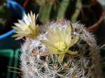 Mammillaria duwei