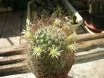 Mammillaria recoi v. leucotricha