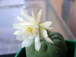 Matucana madisoniorum