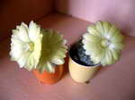 Parodia saint-peana