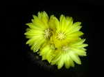 Parodia sp 