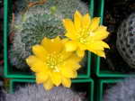 Rebutia minuscula fa 