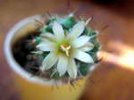 Turbinicarpus lophophoroides