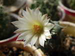 Turbinicarpus schwarzii