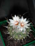 Turbinicarpus x polaskii
