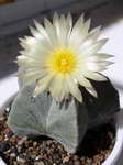 Astrophytum myriostigma