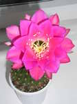 Echinopsis mamillosa v. kermesina