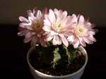 Gymnocalycium mihanovichii v. robustior